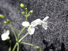 Image result for Aneilema