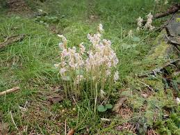 Image result for Epipogium roseum