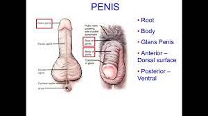 masturbation techniques for men. stimulation of anus and prostate gland. -  XVIDEOS.COM