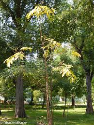 Image result for Embelia xylocarpa