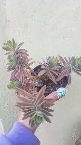 Image result for Aeollanthus parvifolius