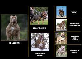 Tri color xl pitbull puppies for sale. Xxl Merle Tri Blue Pitbull Bully Females Swag Kennels