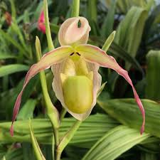 Image result for Dipcadi longifolium