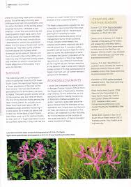 Image result for Lopholaena sp.no.1