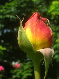 Maybe you would like to learn more about one of these? Rosa Peace Wikipedia