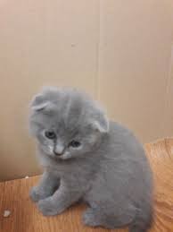 They are 10 weeks old and l. Scottish Fold Cats For Sale Philadelphia Pa Cat Scottish Fold Cats For Sale Scottish Fold