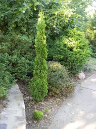 Maybe you would like to learn more about one of these? Cryptomeria Japonica Japanese Cedar Japanese Cryptomeria North Carolina Extension Gardener Plant Toolbox