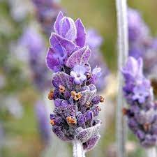 French Lavender Lavendula Provence Flower Essence Flower Essences Medicinal Plants Herbs