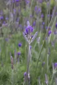 Image result for Buchnera libenii