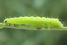 Image result for Autographa excelsa