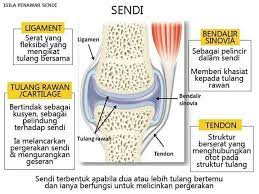Bidang ilmu yang khusus mempelajari hal ini disebut artrologi. Facebook