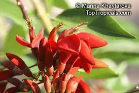 Image result for Erythrina fusca