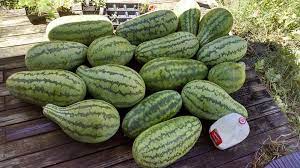 Maybe you would like to learn more about one of these? Watermelon Jubilee St Clare Heirloom Seeds Heirloom And Open Pollinated Vegetable Flower And Herb Garden Seeds