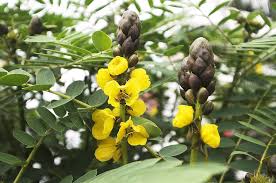 Image result for Senna didymobotrya