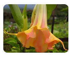 Image result for Brugmansia