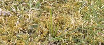 Il ya pleins de recettes de grand mère, j'en ai esayé pas mal. Enlever La Mousse Dans Le Gazon