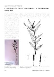 Image result for Corchorus pseudocapsularis