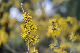 Image result for Hamamelis mollisi