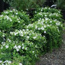 Vinca Minor Alba Syn Gertrude Jekyll 6 Pack Vinca Minor Garden Care Beautiful Flowers Garden
