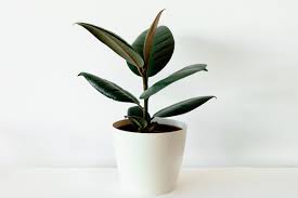 Native americans discovered and used latex long before it was known by europeans. 10 Popular Houseplants And How To Pick The Best Ones For Your Home