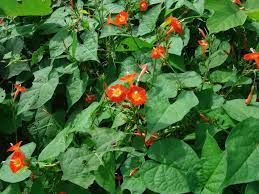 Free returns · 200 million users · we focus on quality. Ipomoea Rubriflora Red Morning Glory Climbing Flowers Climbing Flowering Vines Flowering Vines