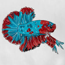 They are very beautiful and easy to care for. Blue And Red Betta Fish By Collee288 On Deviantart