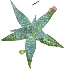 Image result for Aloe bukobana