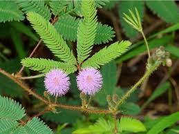 But these cultivar names are also often highly descriptive, playing up a particular feature that distinguishes the cultivar in question from the many others. Growing Tickle Me Plants How To Grow And Care For Tickle Me Houseplants