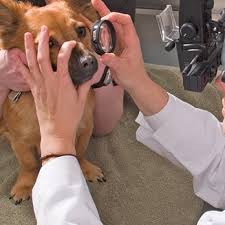 Maybe you would like to learn more about one of these? Eye Care For Animals 28 Photos 41 Reviews Veterinarians 5040 Convoy St San Diego Ca Phone Number