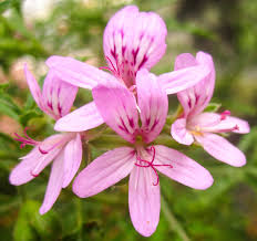 Image result for Pelargonium grossularioides