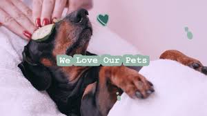 Shop our wide selection of pet food, toys, treats & more at petsmart®! We Love Our Pets Home Facebook