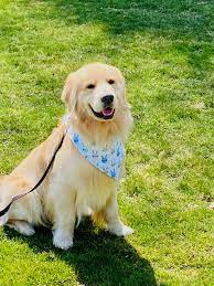 Cindy laws, of laws golden. Golden Retriever Breeders Near Cleveland Ohio