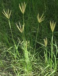 Image result for Chloris virgata