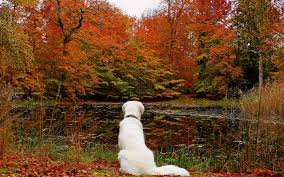 Image result for dogs in autumn photos