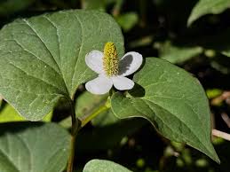 Image result for Terminalia boivinii