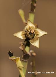 Image result for Platysepalum