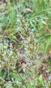 Image result for Anthoxanthum nivale