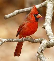 Pin By Kayren Stegemoller On Birds Our Feathered Friends North American Animals Animals American Animals