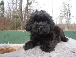 Black And Tan Yorkie Poo Puppies For Sale Adorable Little Yorkiepoo Puppies They Are 8 Weeks Old Shih Poo Yorkie Poo Puppies