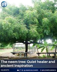 Image result for Azadirachta indica