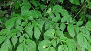 Image result for Anchomanes