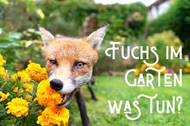 Als ich den fuchs sah, griff ich die panasonic fz1000 die bereit lag und ging… this opens in a new window. Fuchs Im Garten Wie Reagiert Man Richtig