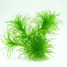 Image result for Najas graminea