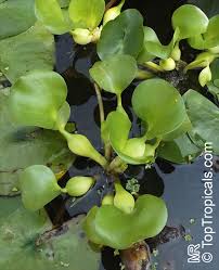 Image result for Pontederia crassipes