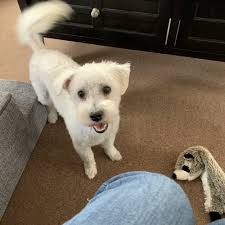 TOP 10 BEST Dog Groomer in Kingston, NH