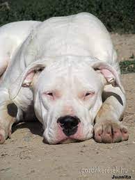 argentin dog bully breeds dogs dog argentino argentinian dog