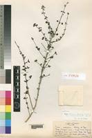 Image result for Tinnea aethiopica