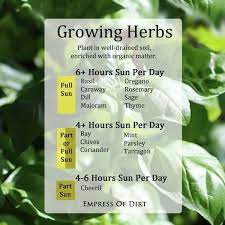 Place them in a sunny spot near a window that faces south and receives at least 6 hours of sun daily. Herbs That Don T Need Direct Sunlight Herbs Herb Garden Planting Herbs