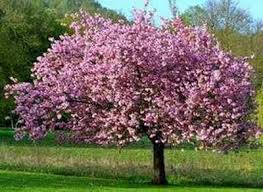Magnolia trees can be either evergreen or deciduous, and bloom time: Magnolias How To Care For Magnolia Tree