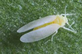 Image result for whitefly in cucumber